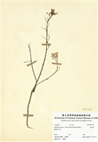 藏品(濱萊菔)的圖片